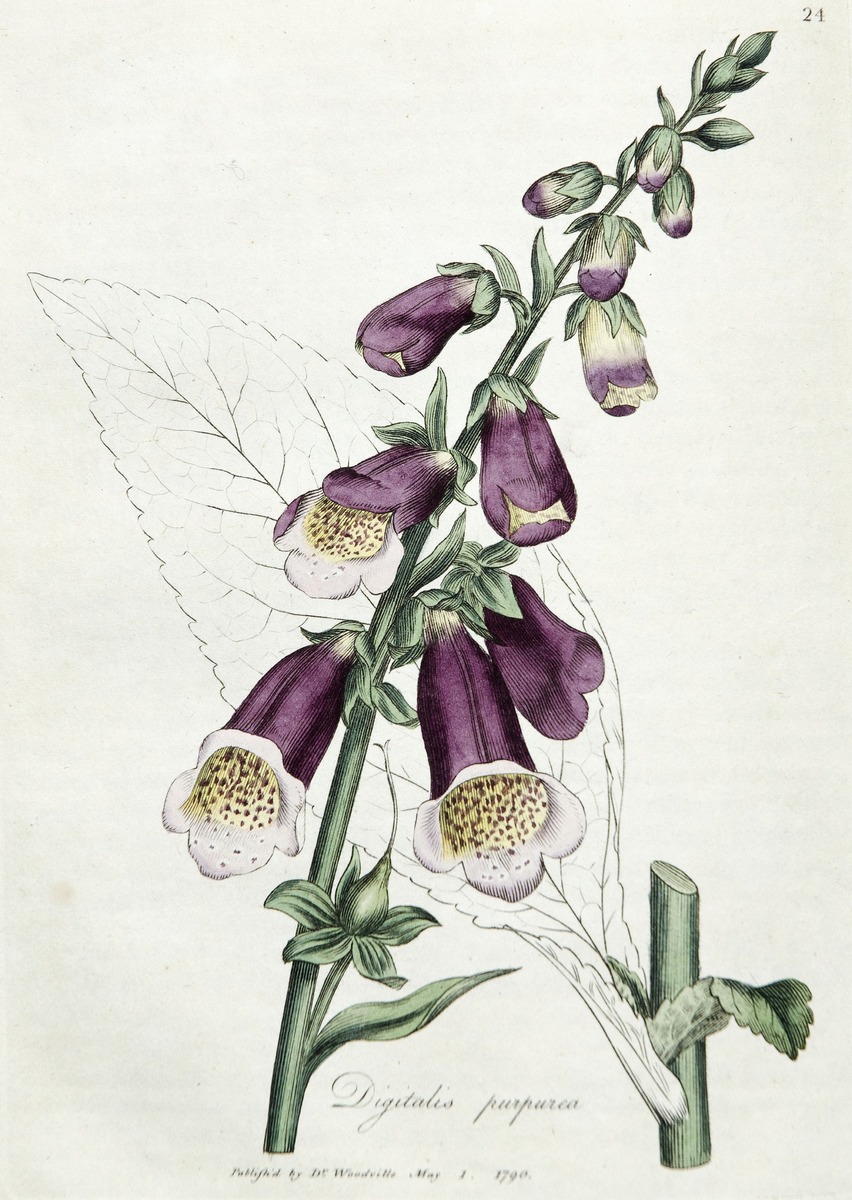 Purple Foxglove, Digitalis Purpurea