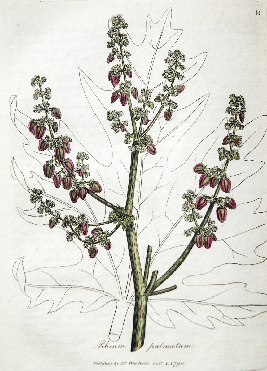 Rhubarb, Rheum Palmatum