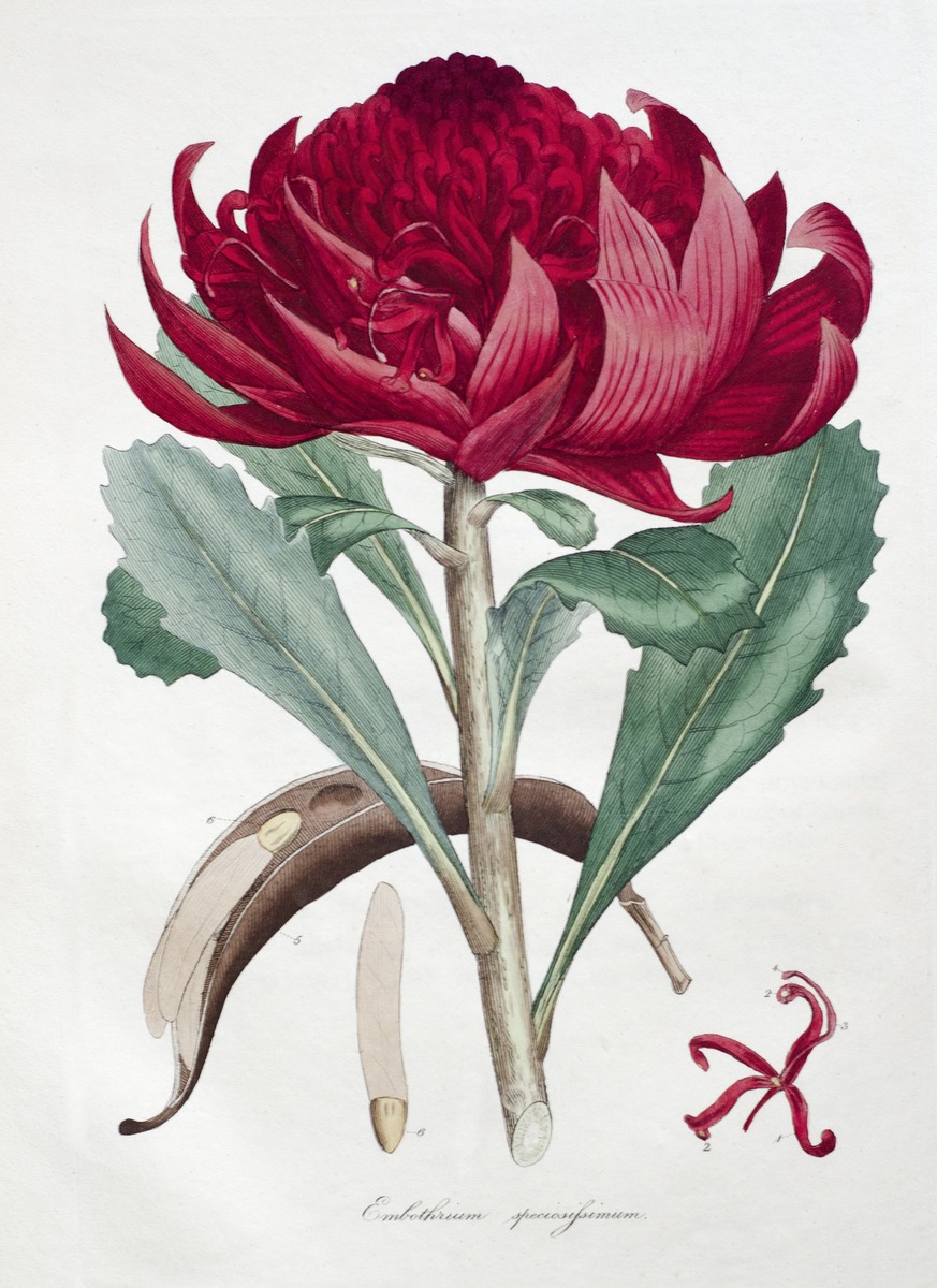 Waratah, Telopea Speciosissima