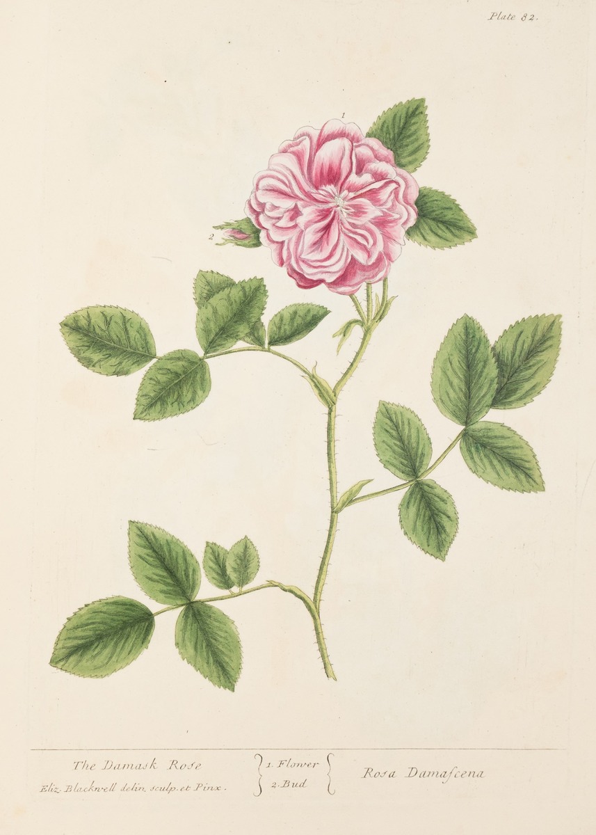 Damask Rose