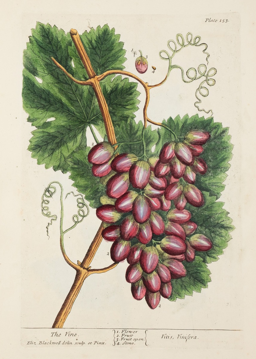 Grapes