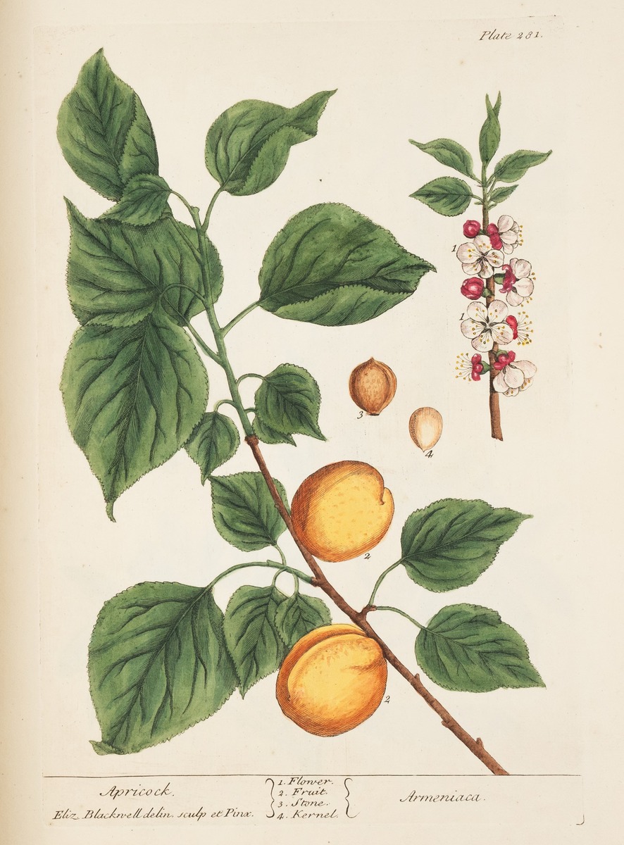 Apricot