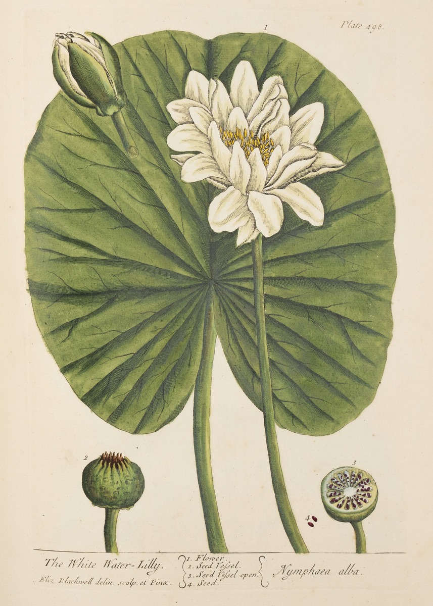 Lily