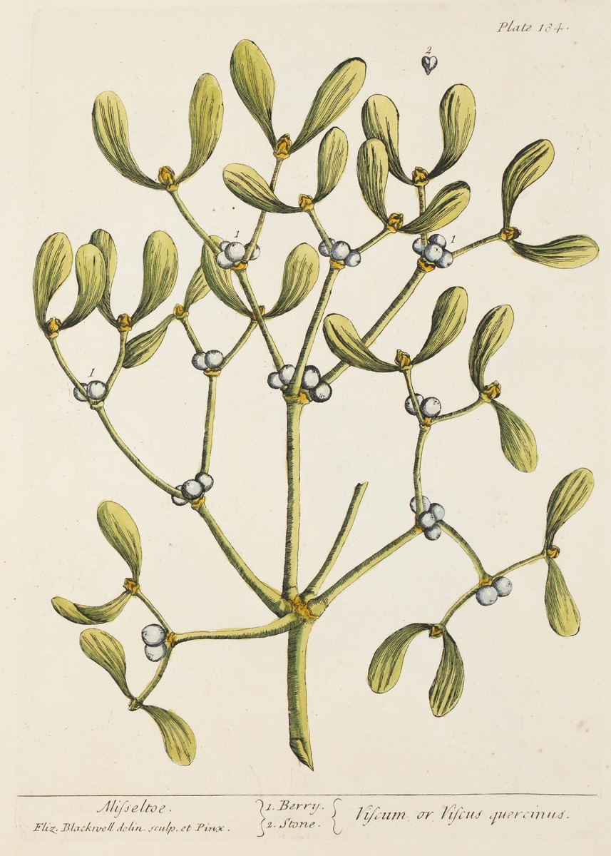 Mistletoe