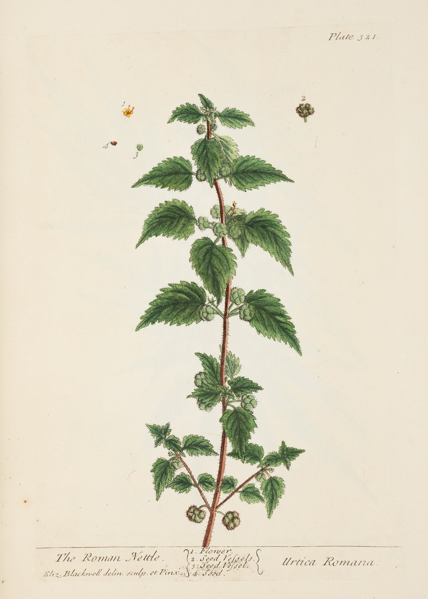 Nettle