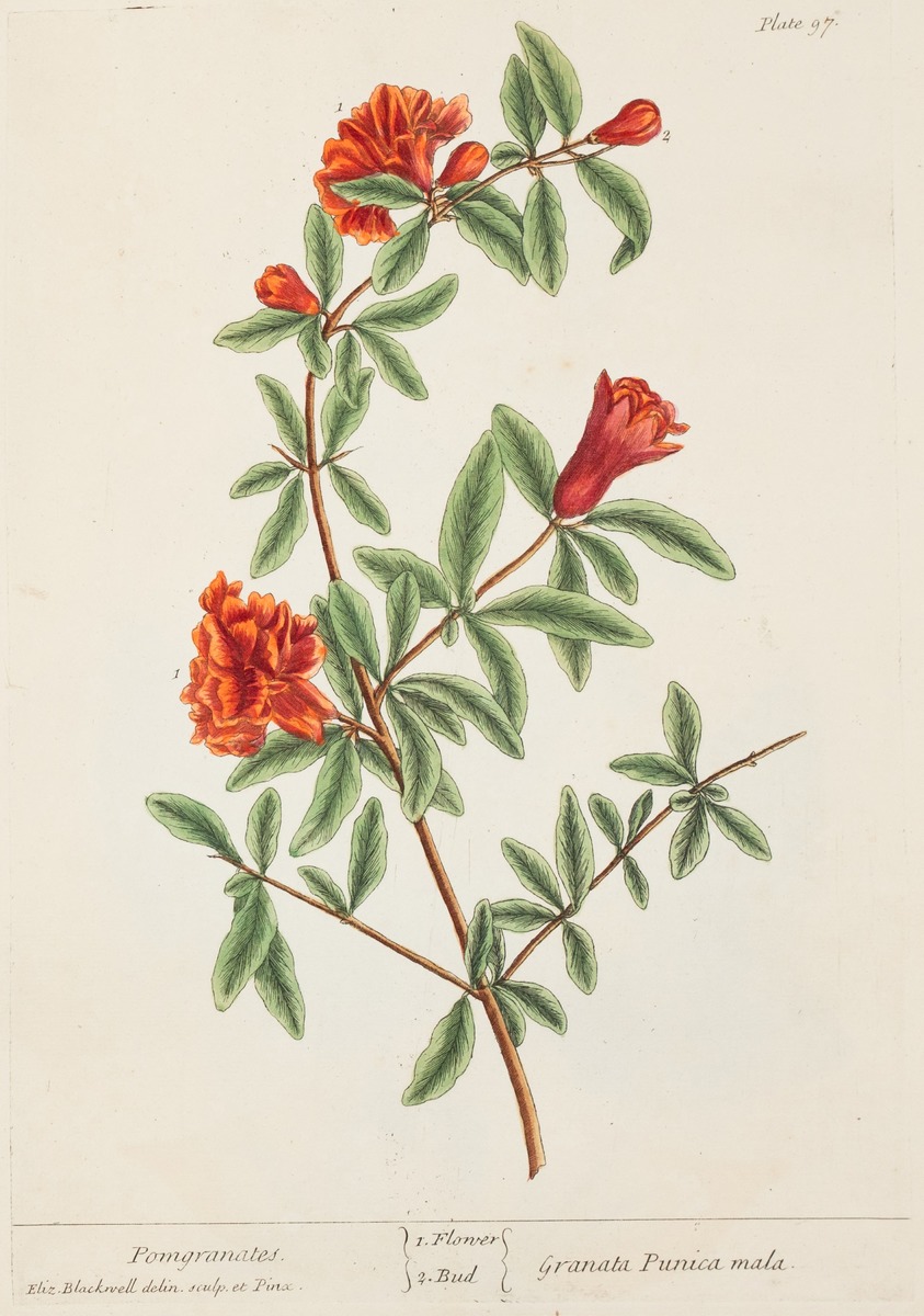 Pomegranate Flower