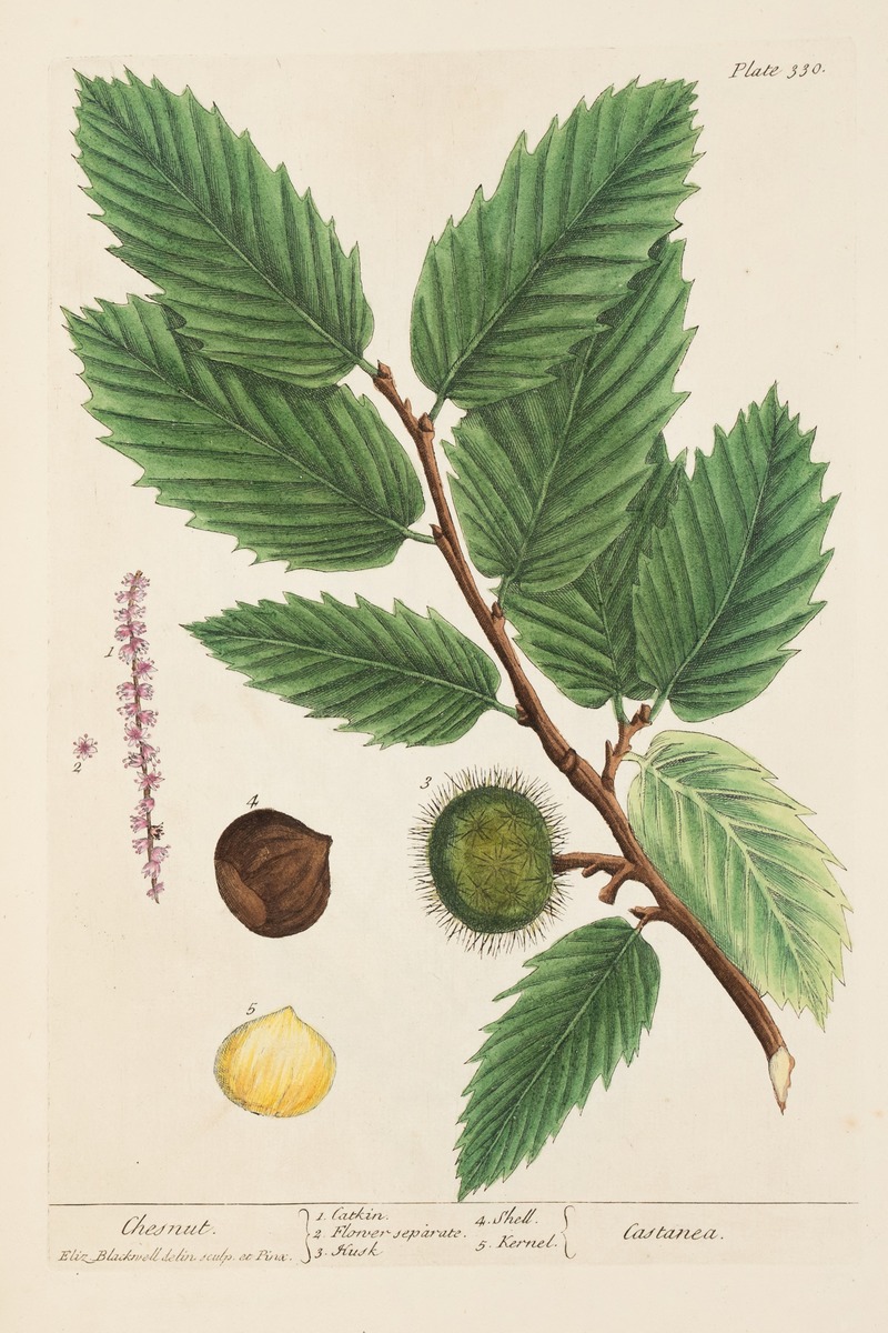 Chestnut