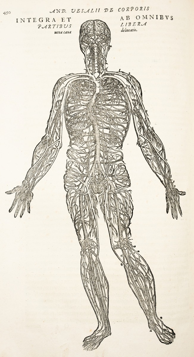 Anatomical Veins, Andreas Vesalius