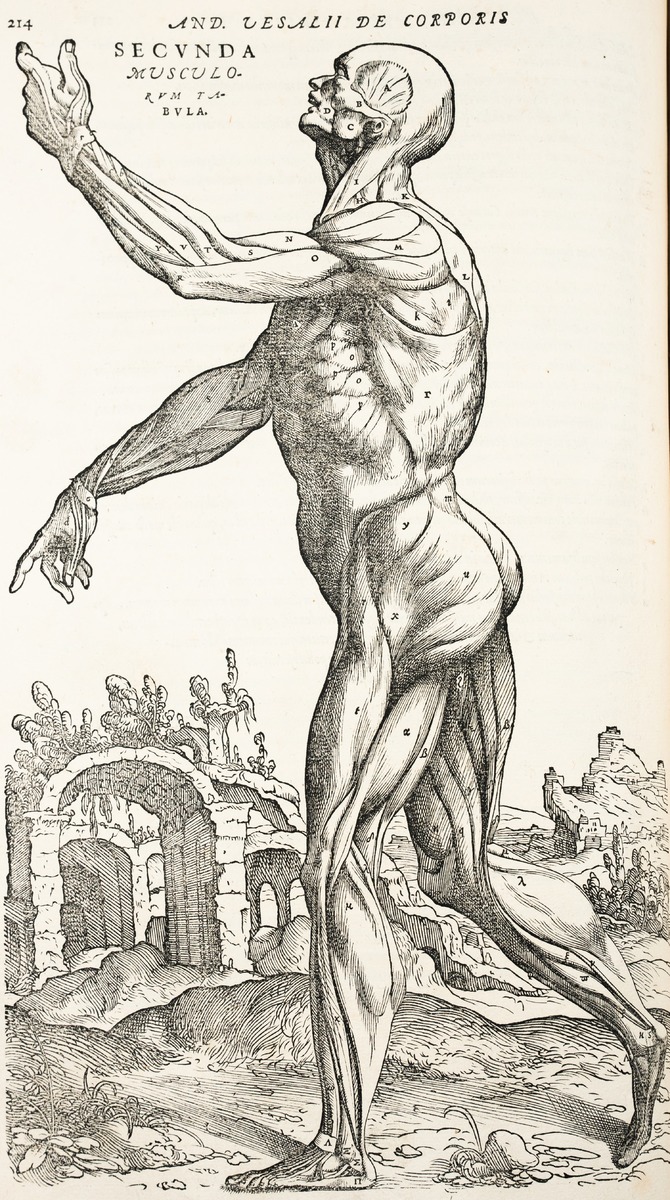 Anatomical Dissection – Muscles, Andreas Vesalius