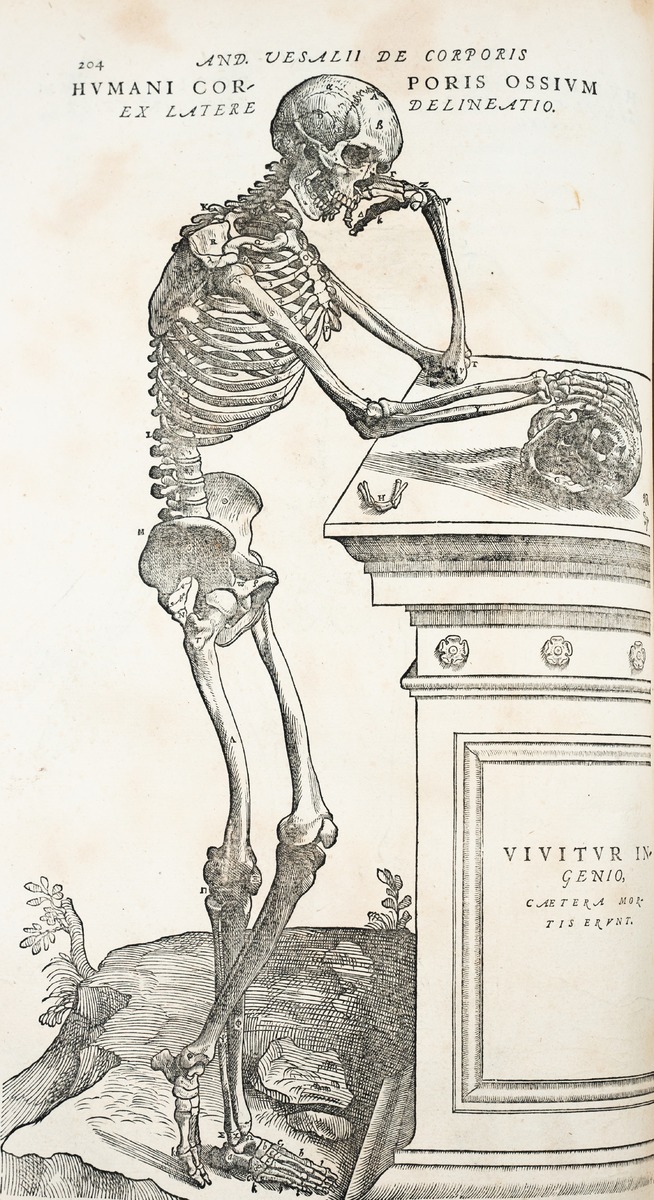 Anatomical Dissection – Thinking Skeleton, Andreas Vesalius
