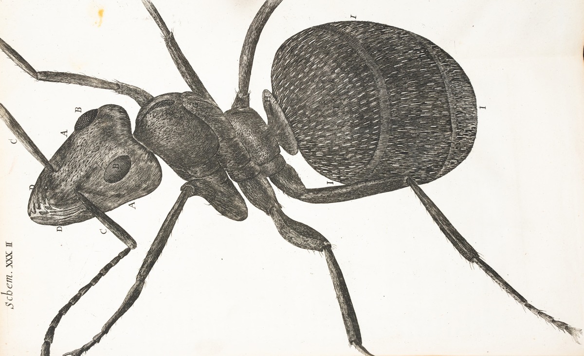 Microscopic View of an Ant