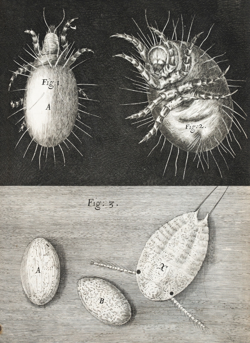 Microscopic View of Mites and Mite Eggs