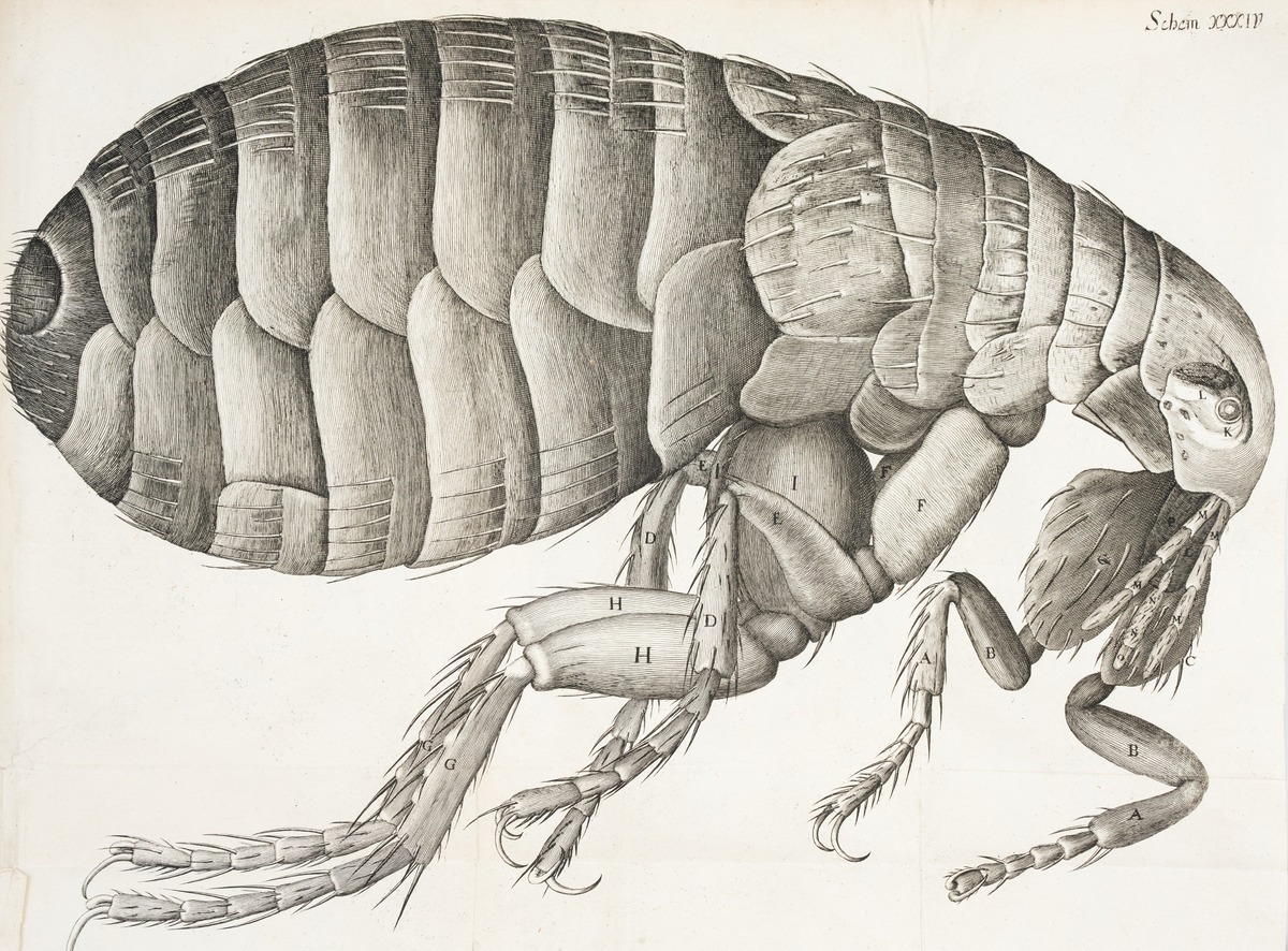 Microscopic View of Flea