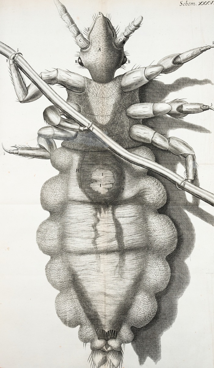 Microscopic View of Louse