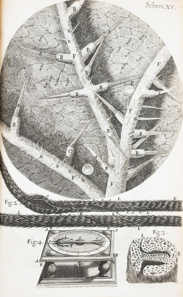 Microscopic View of Stinging Nettle