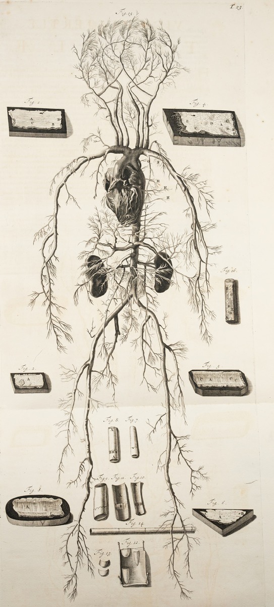 Human Blood System – Heart, Veins and Arteries