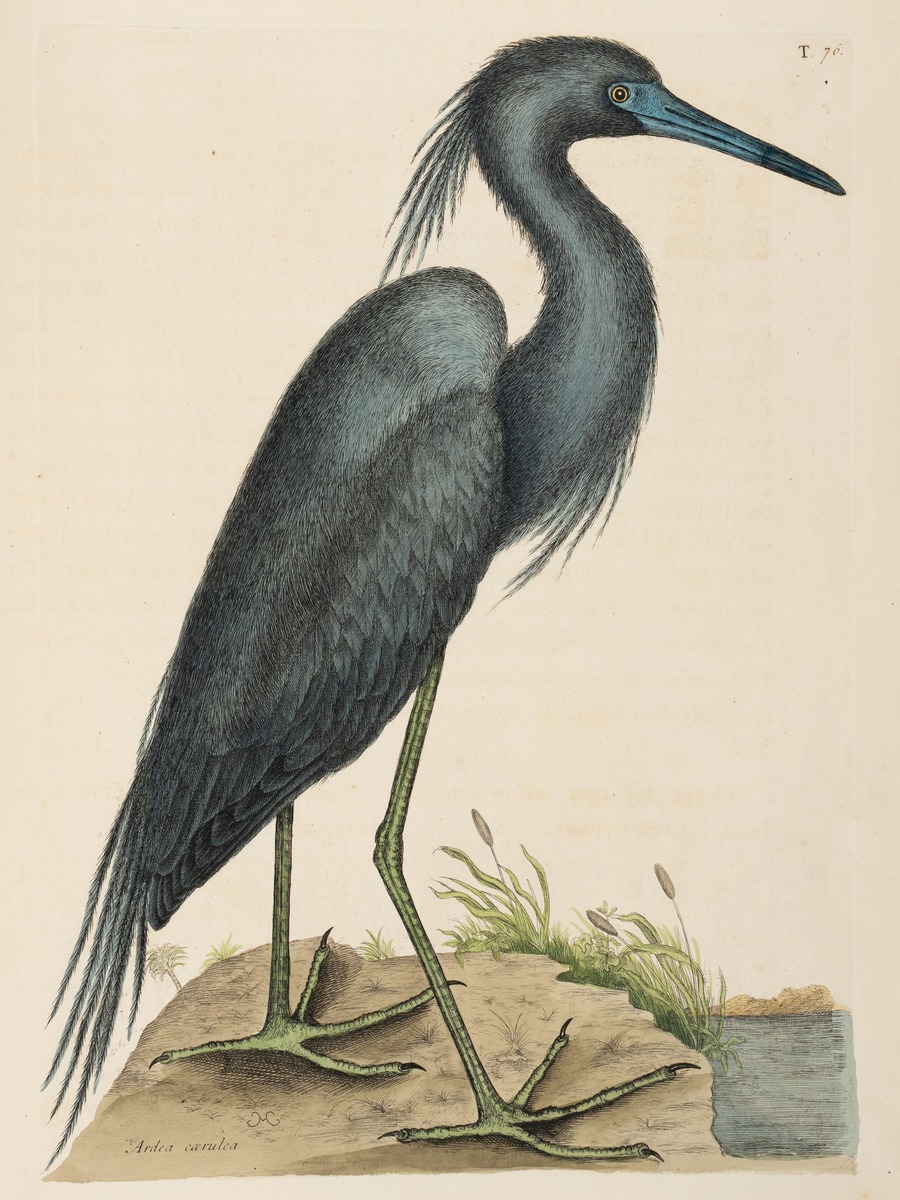 Blue Heron
