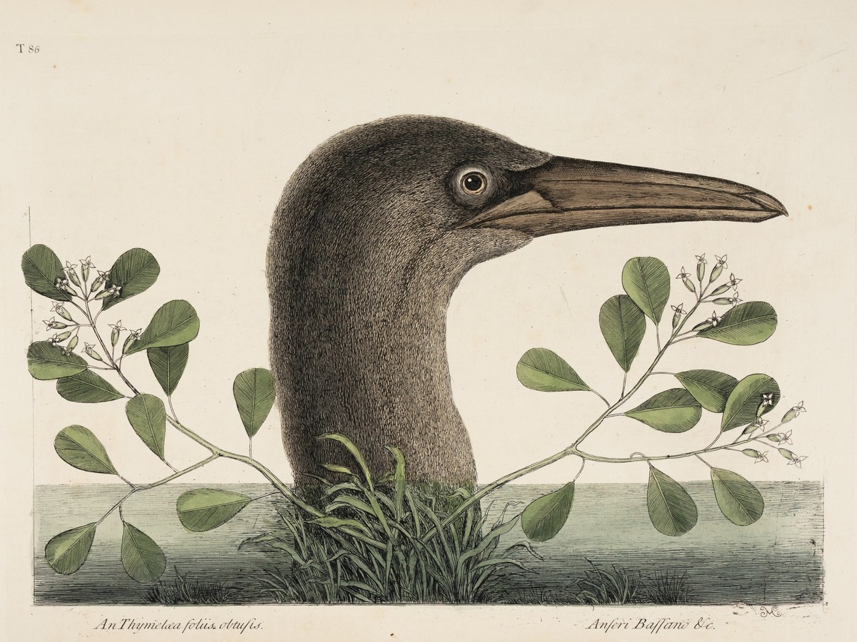 Great Booby