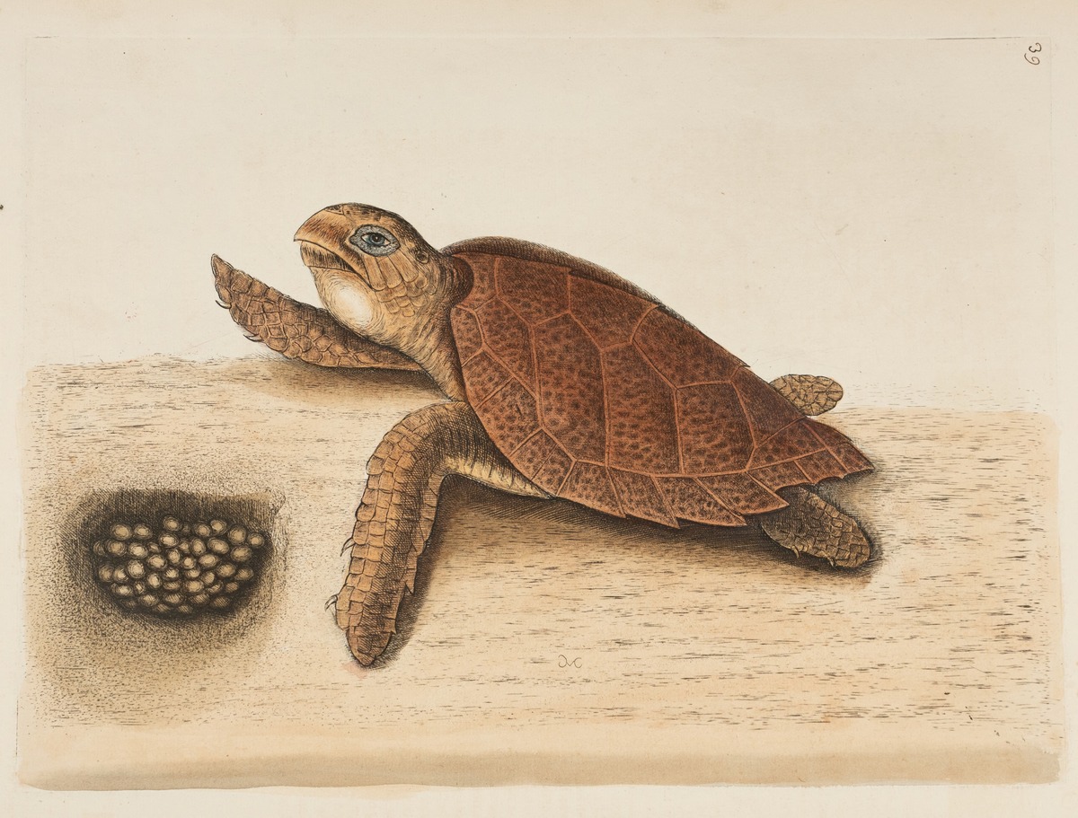 Hawksbill Turtle