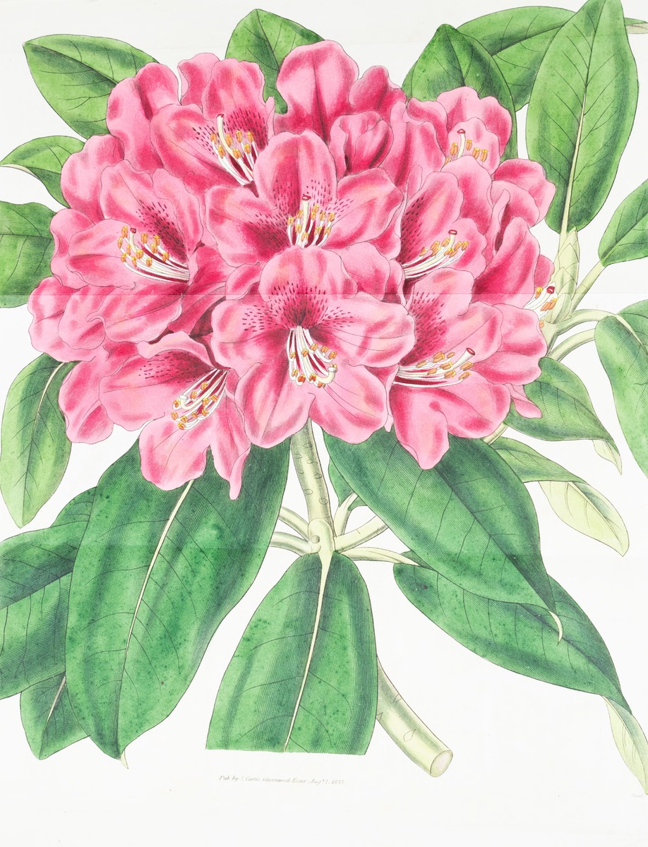 Rhododendron Arboreum