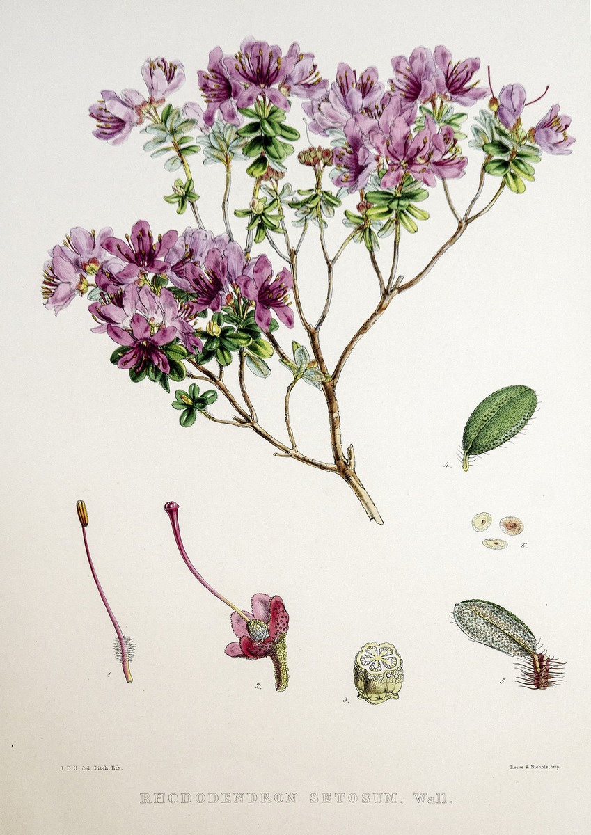 Rhododendron Setosum