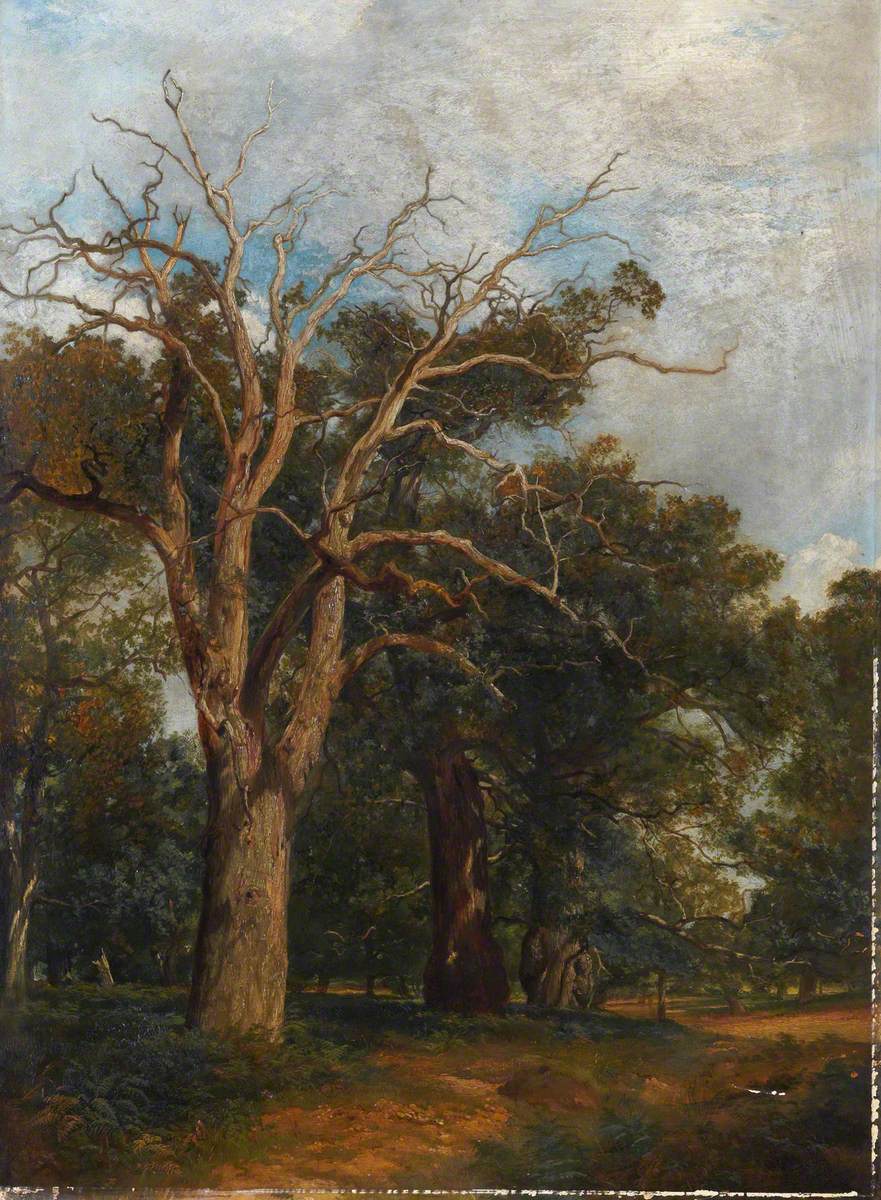 Study of Oak Trees in the Forest of Arden, Warwickshire