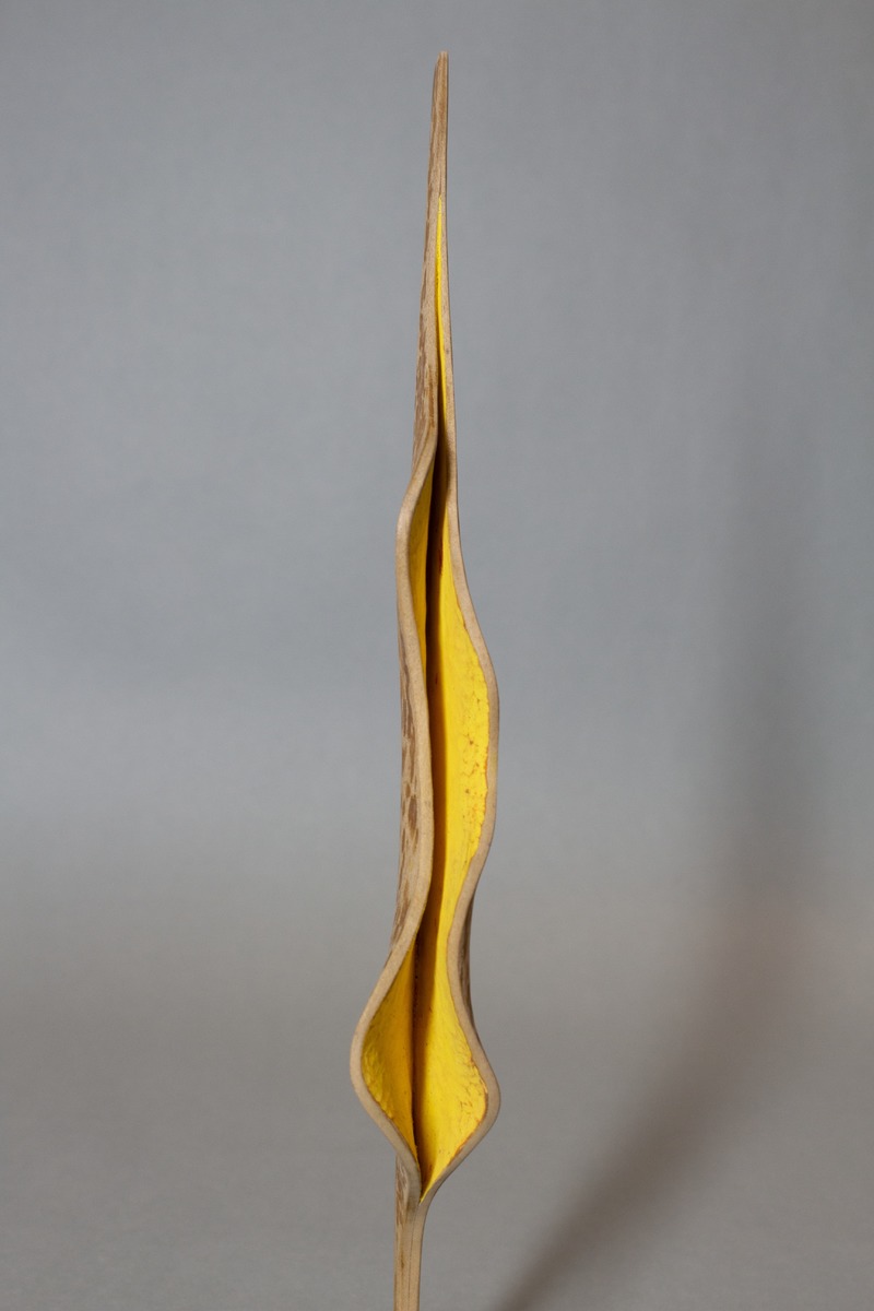 Carving with Yellow Pigment