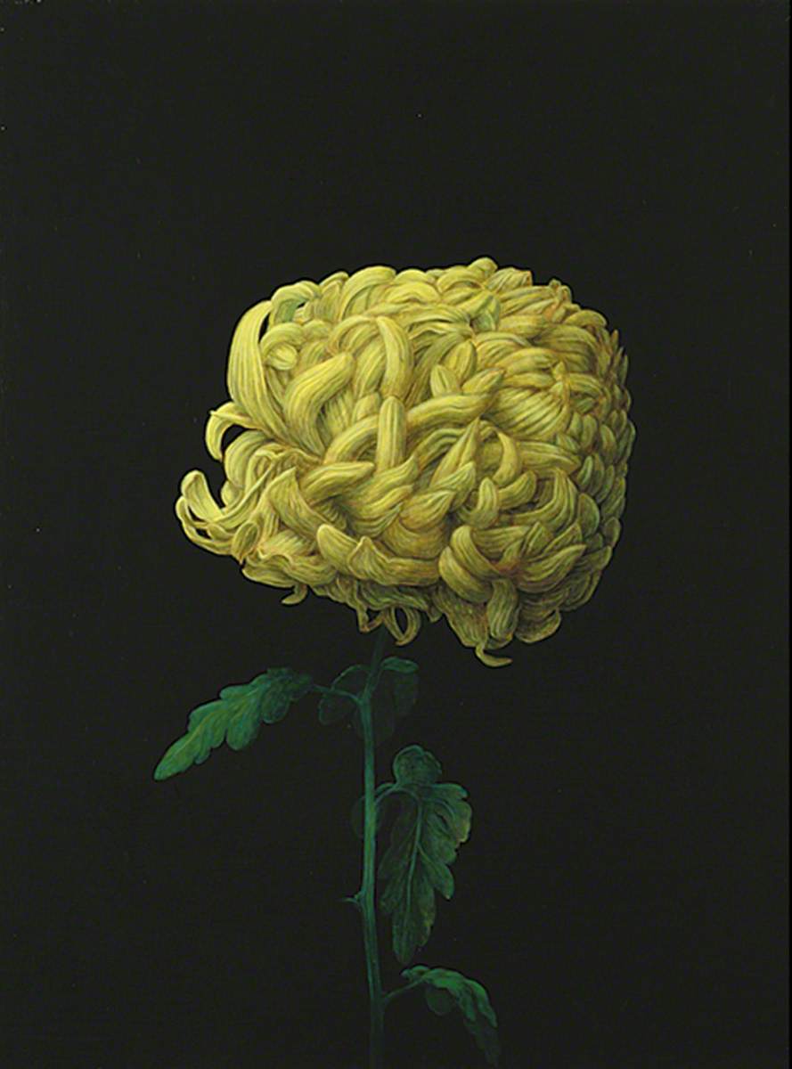 Yellow Chrysanthemum