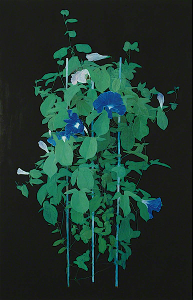 Morning Glory