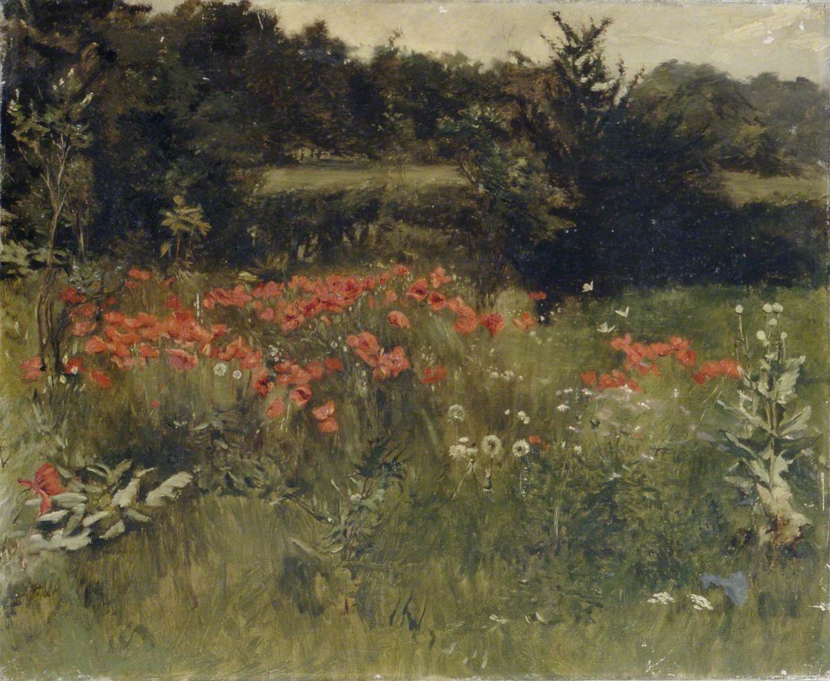 Poppies