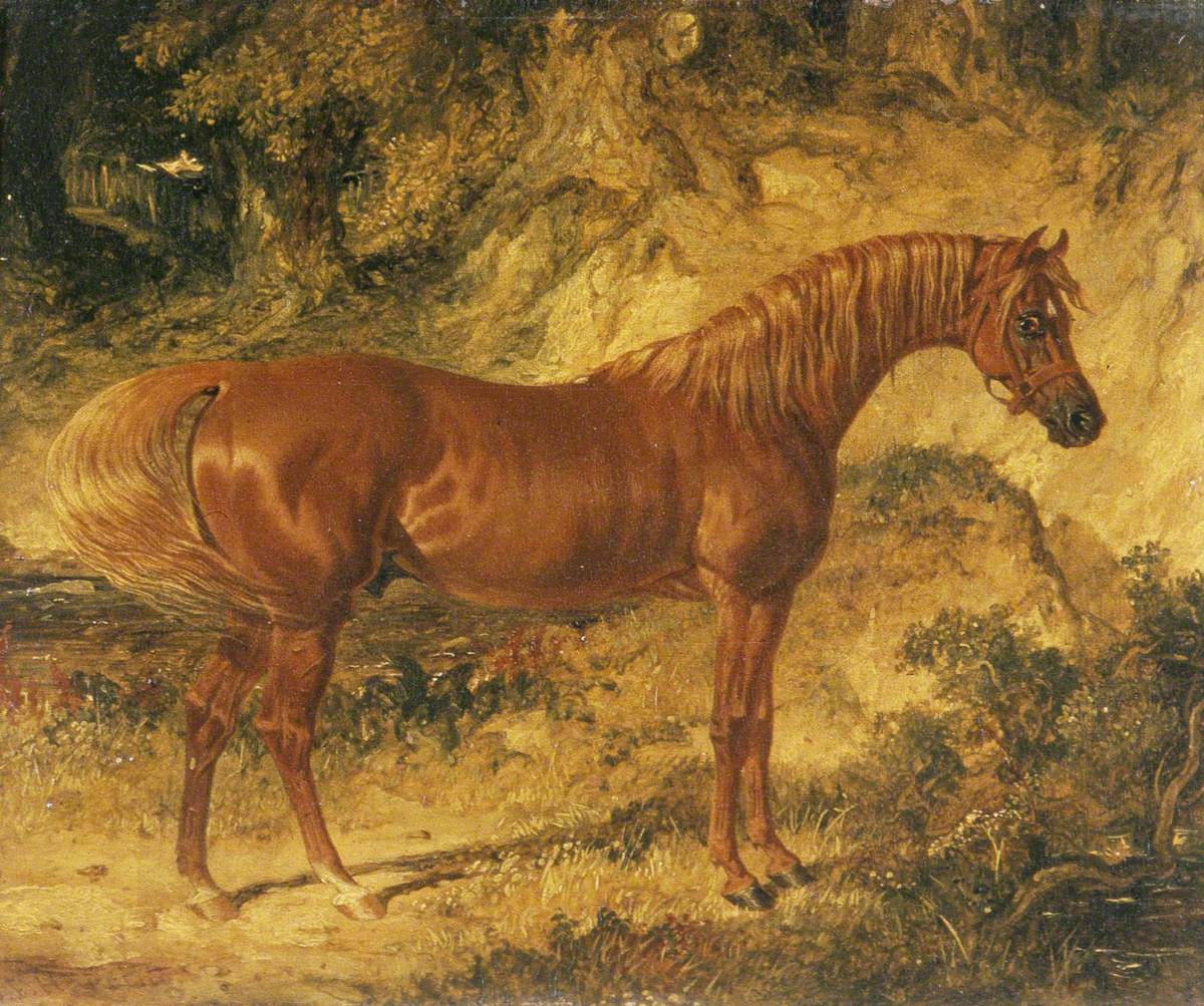 The Racehorse 'Actaeon'