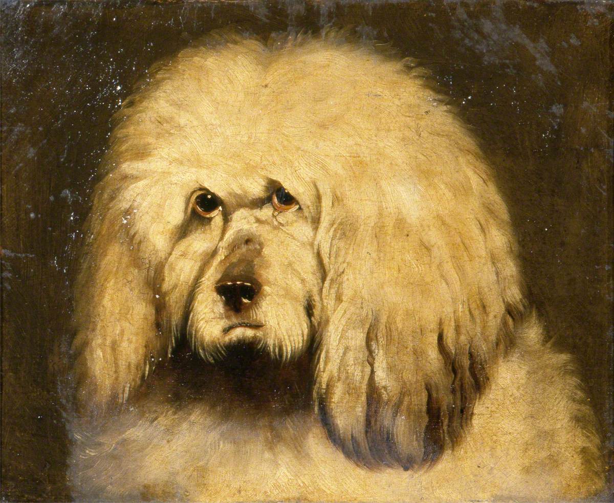 Study of a Dog's Head