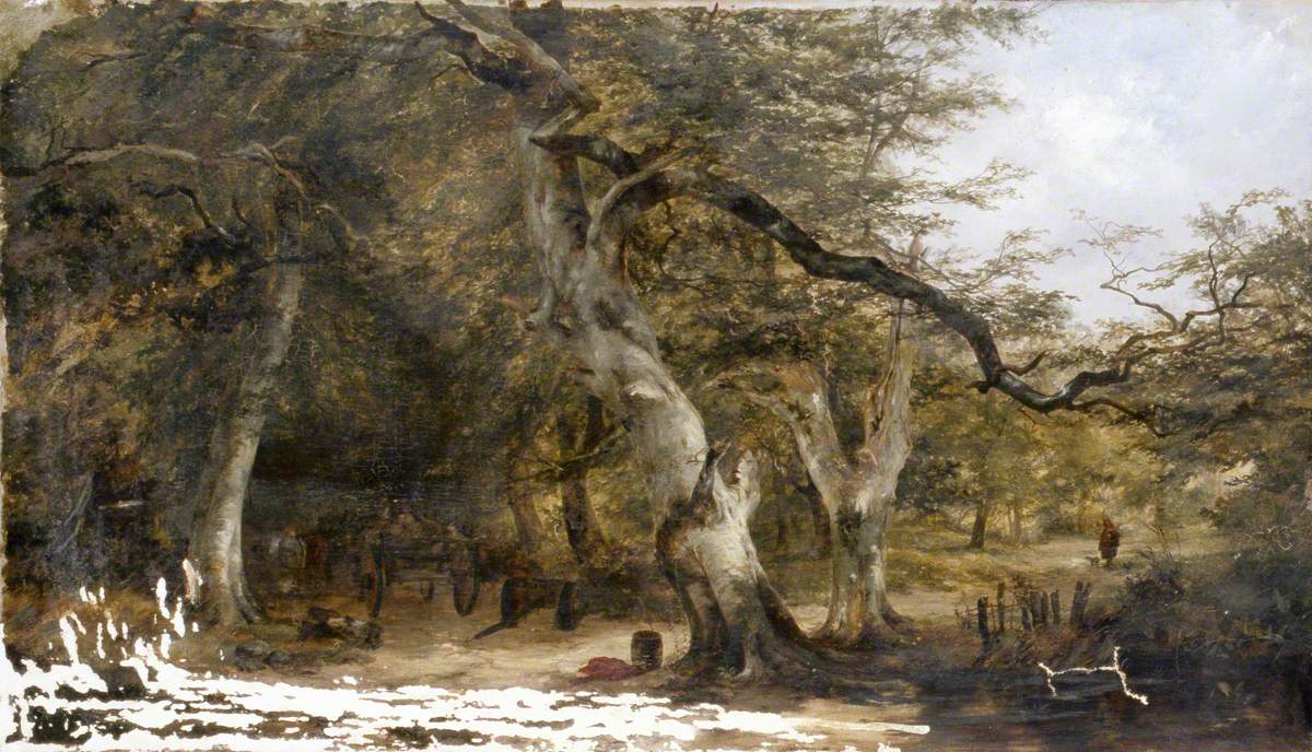 Forest Glade