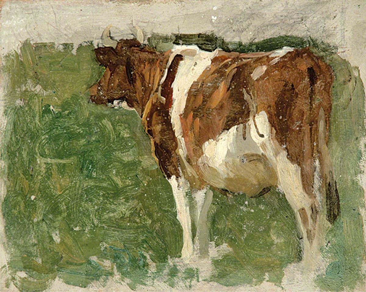 Cow in a Field