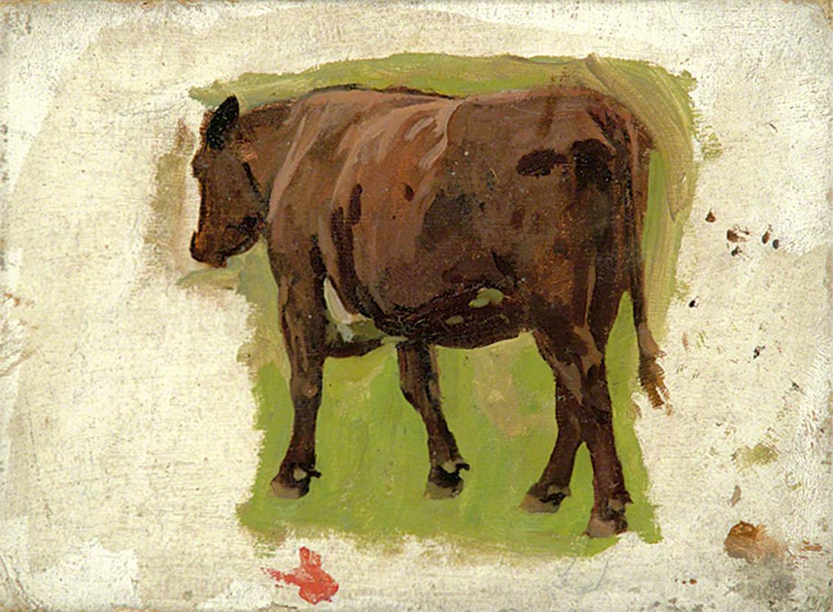 A Brown Cow