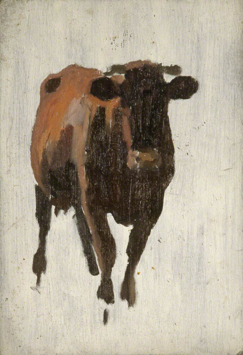 Cow Standing