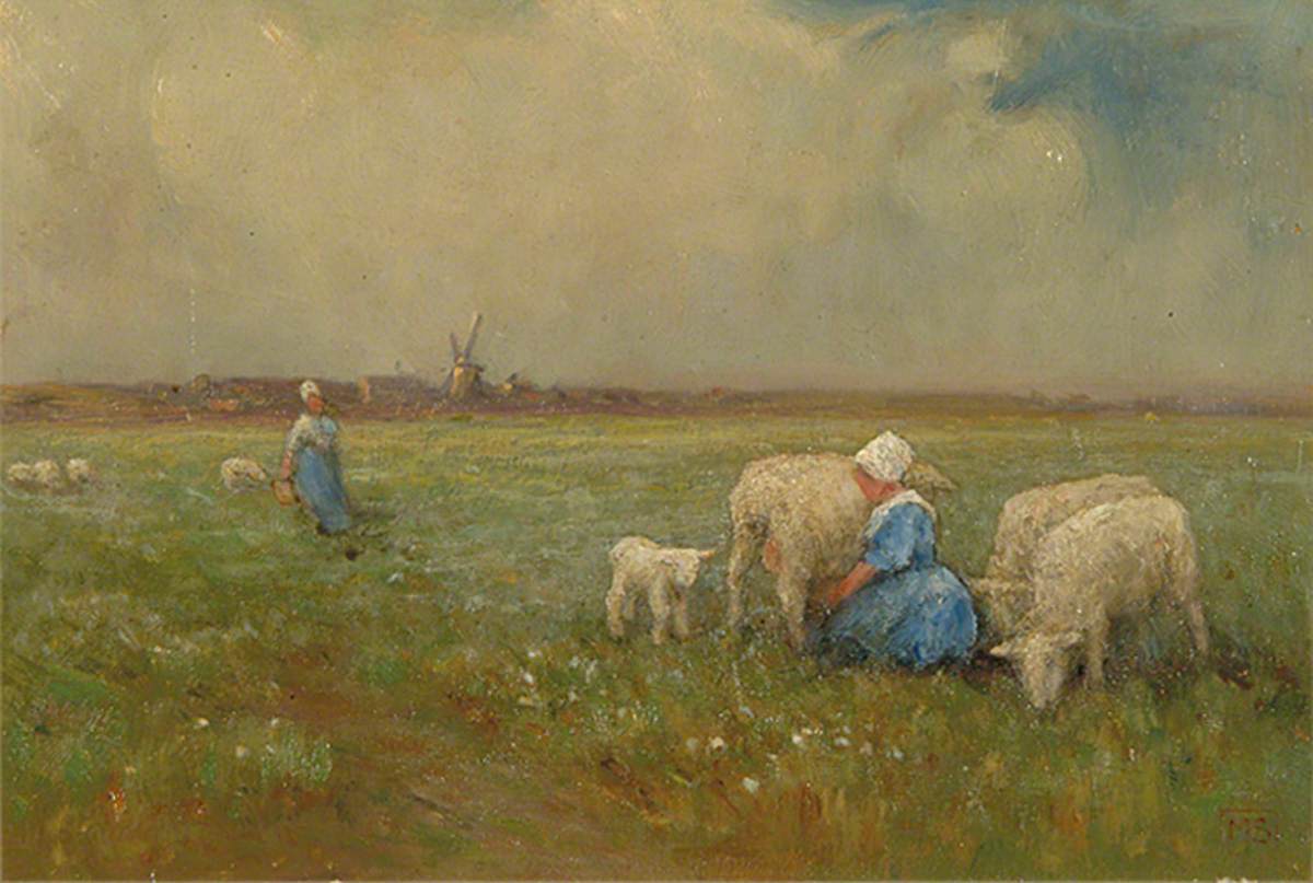 Milking Sheep, Holland
