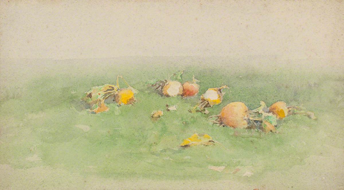 Turnips in a Field