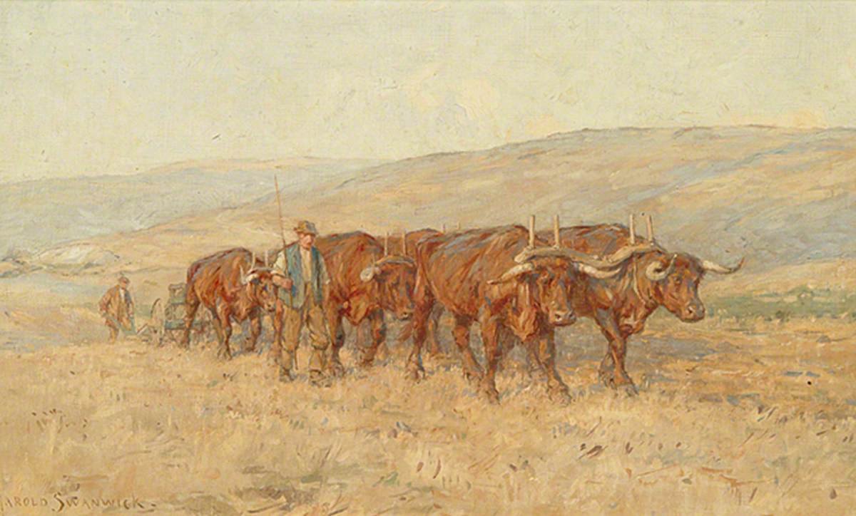 Oxen Ploughing, South Downs