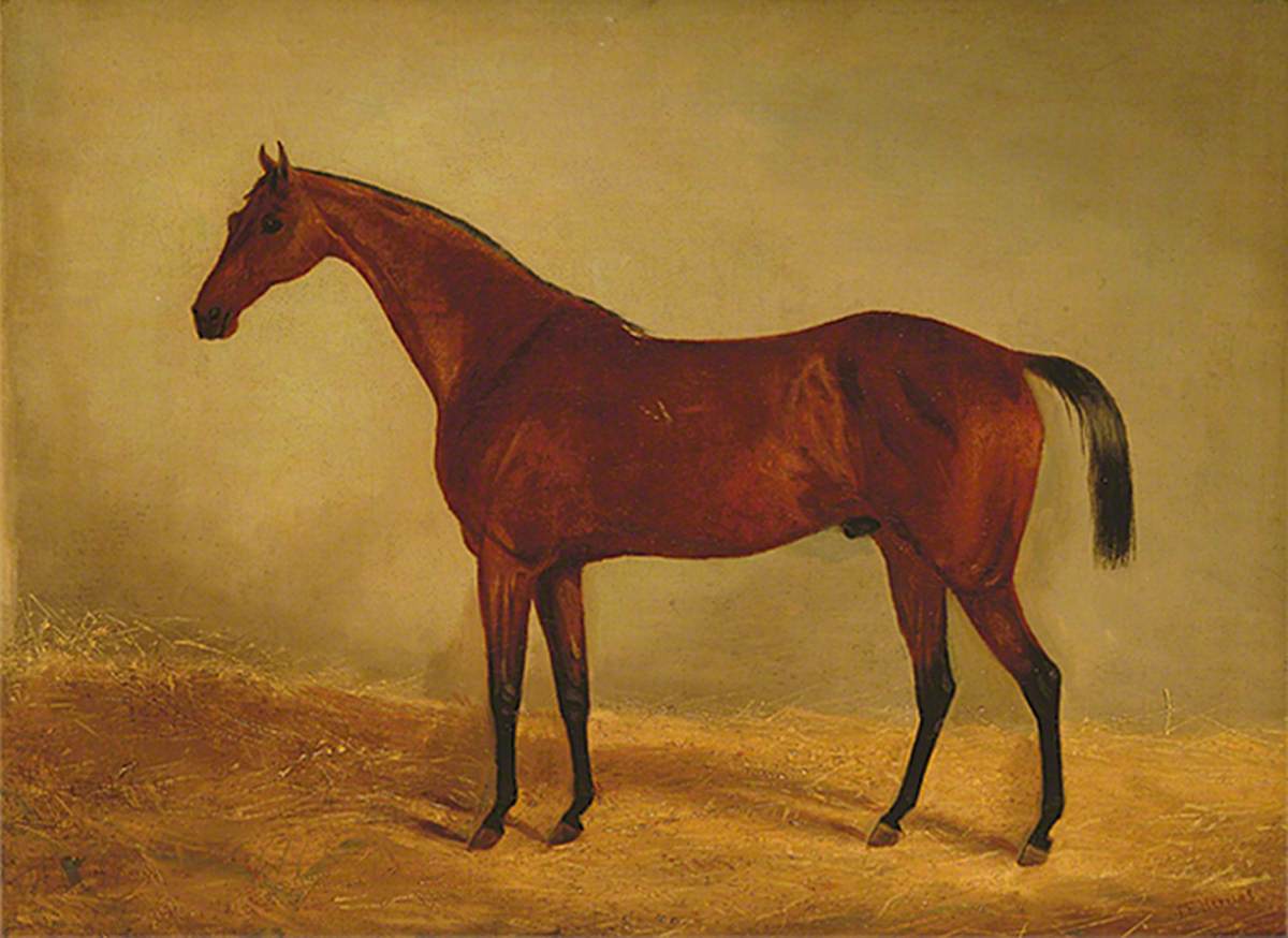 Study of the Horse 'West Australian', Winner of the Derby and St Leger 1853