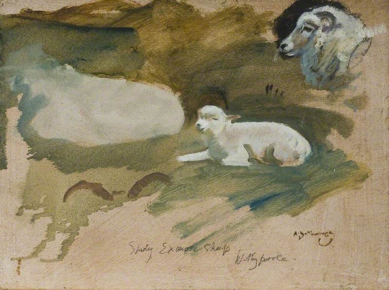 Studies of Exmoor Sheep, Withypool