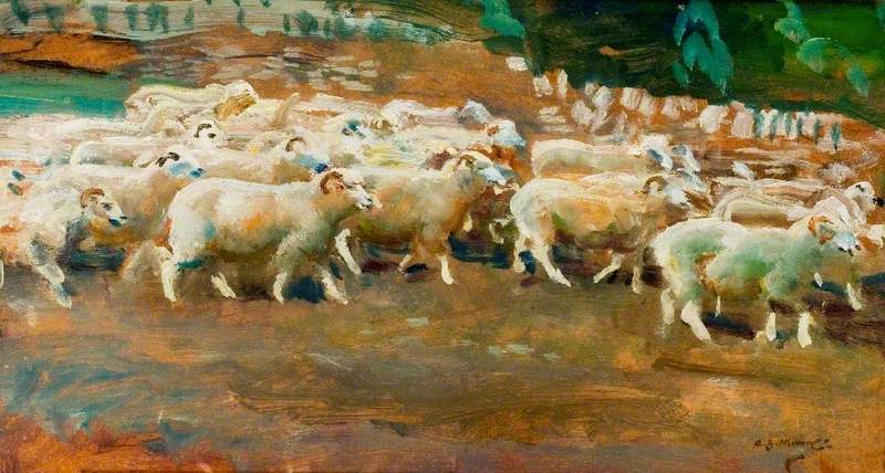 Sheep on Exmoor