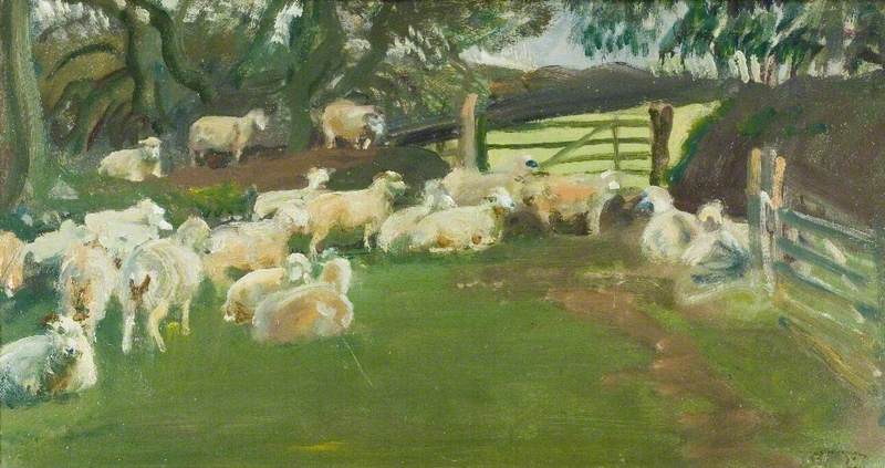 Exmoor Sheep