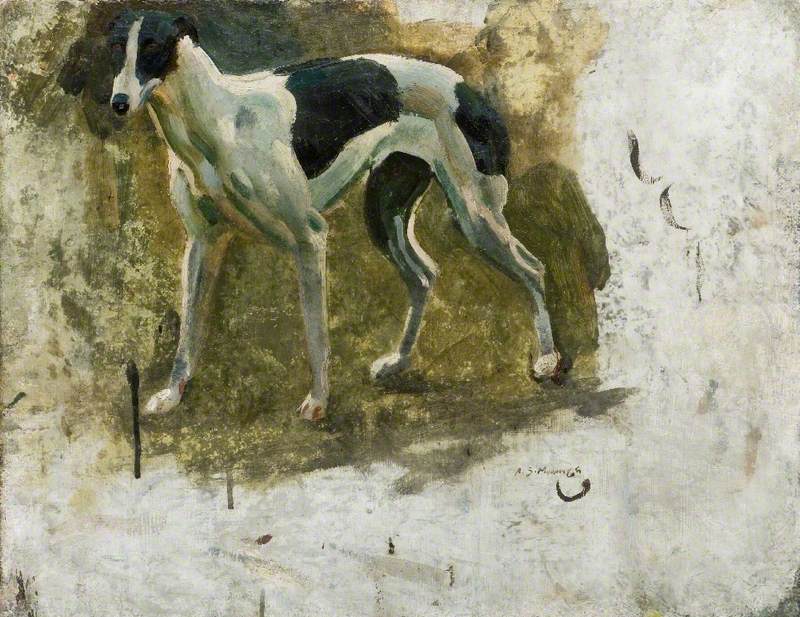 Study of a Black and White Greyhound