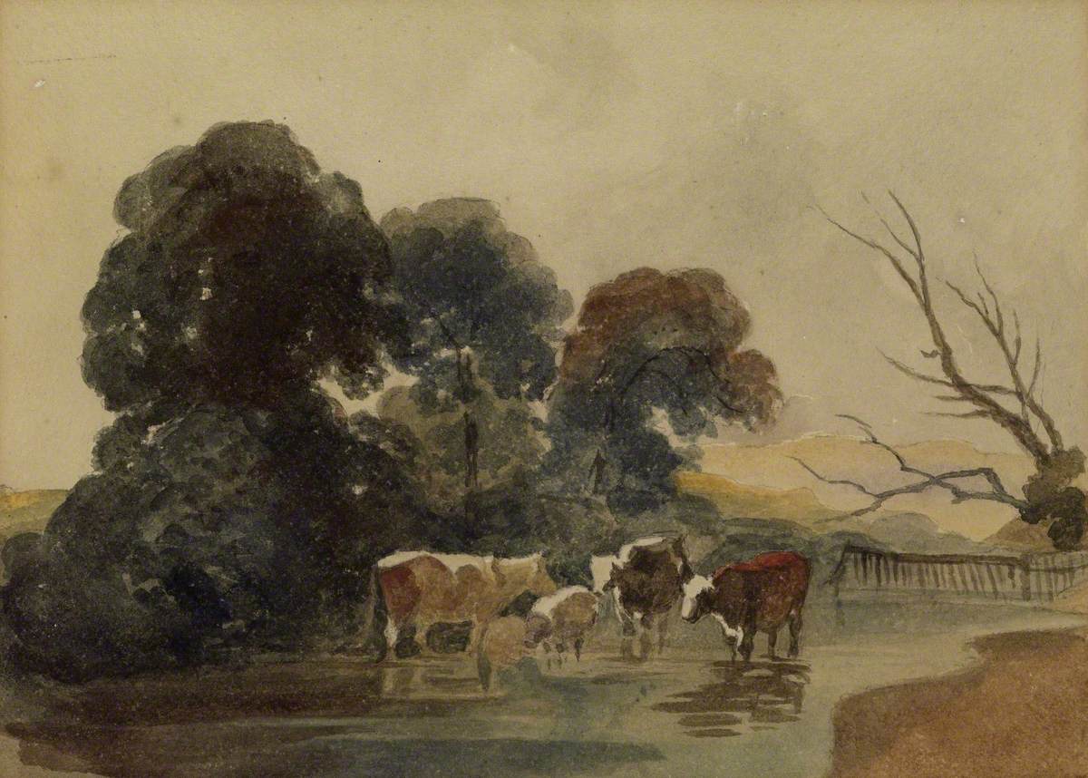 Cattle in a Stream