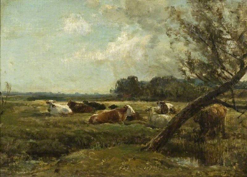 Cattle Resting in Marshland