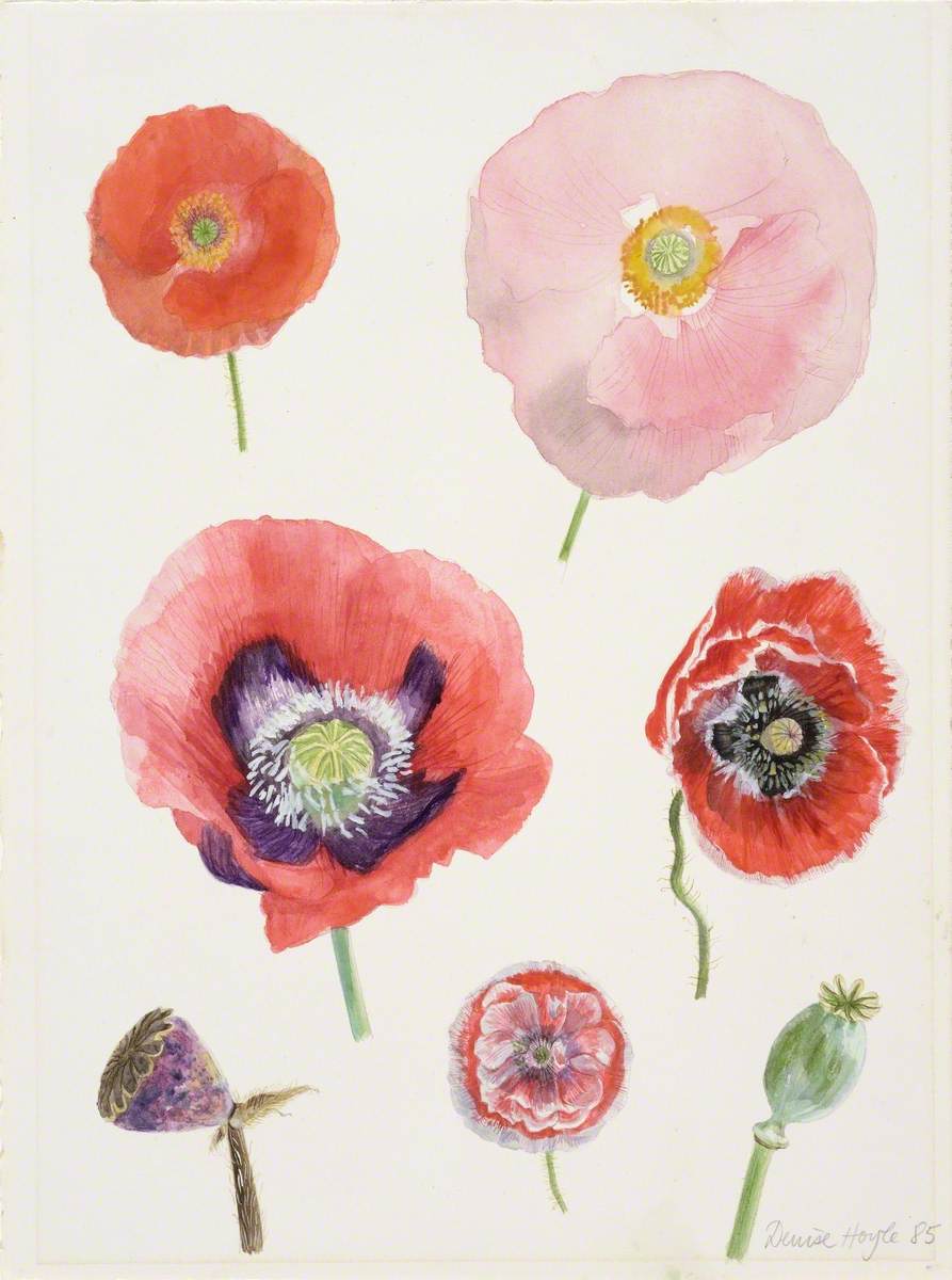 Poppy Heads