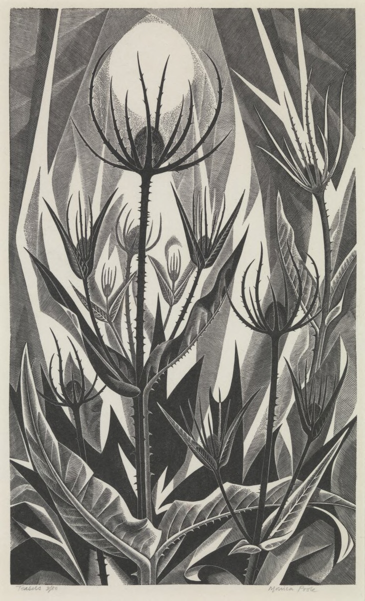 Teasels