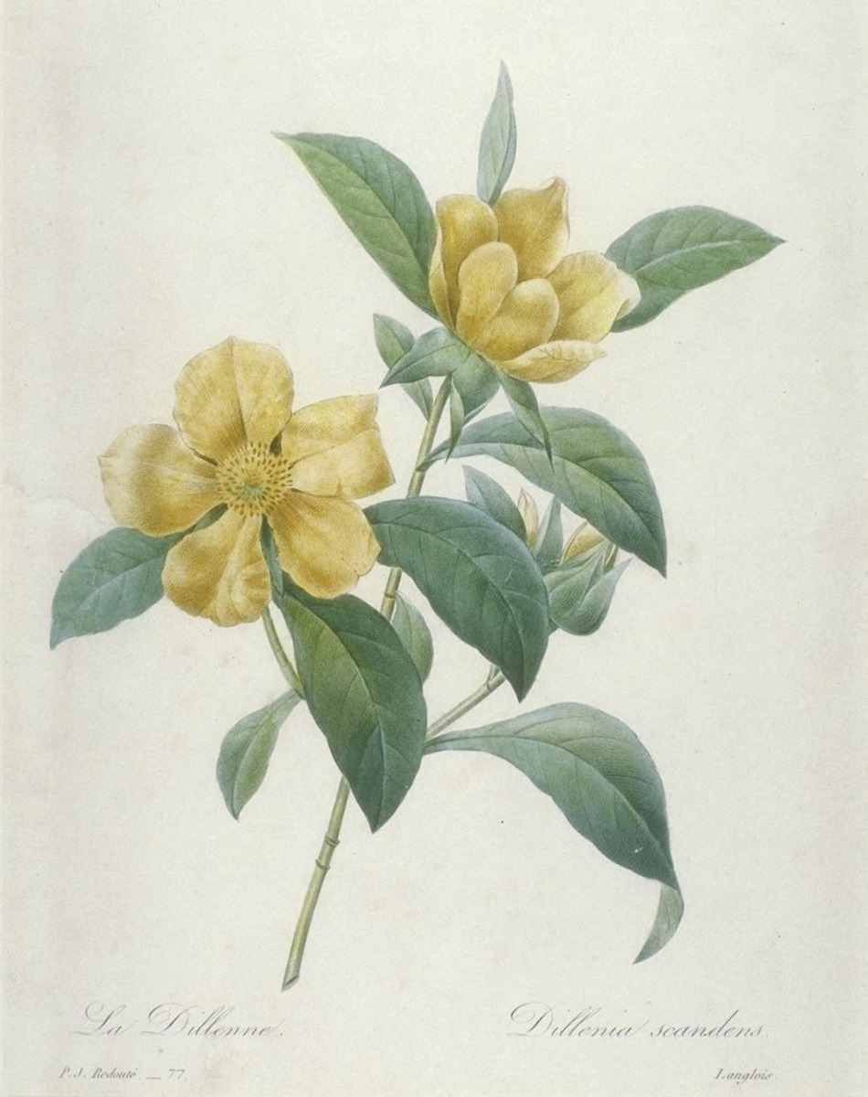 La Dillenne (Dillenia Scandens)