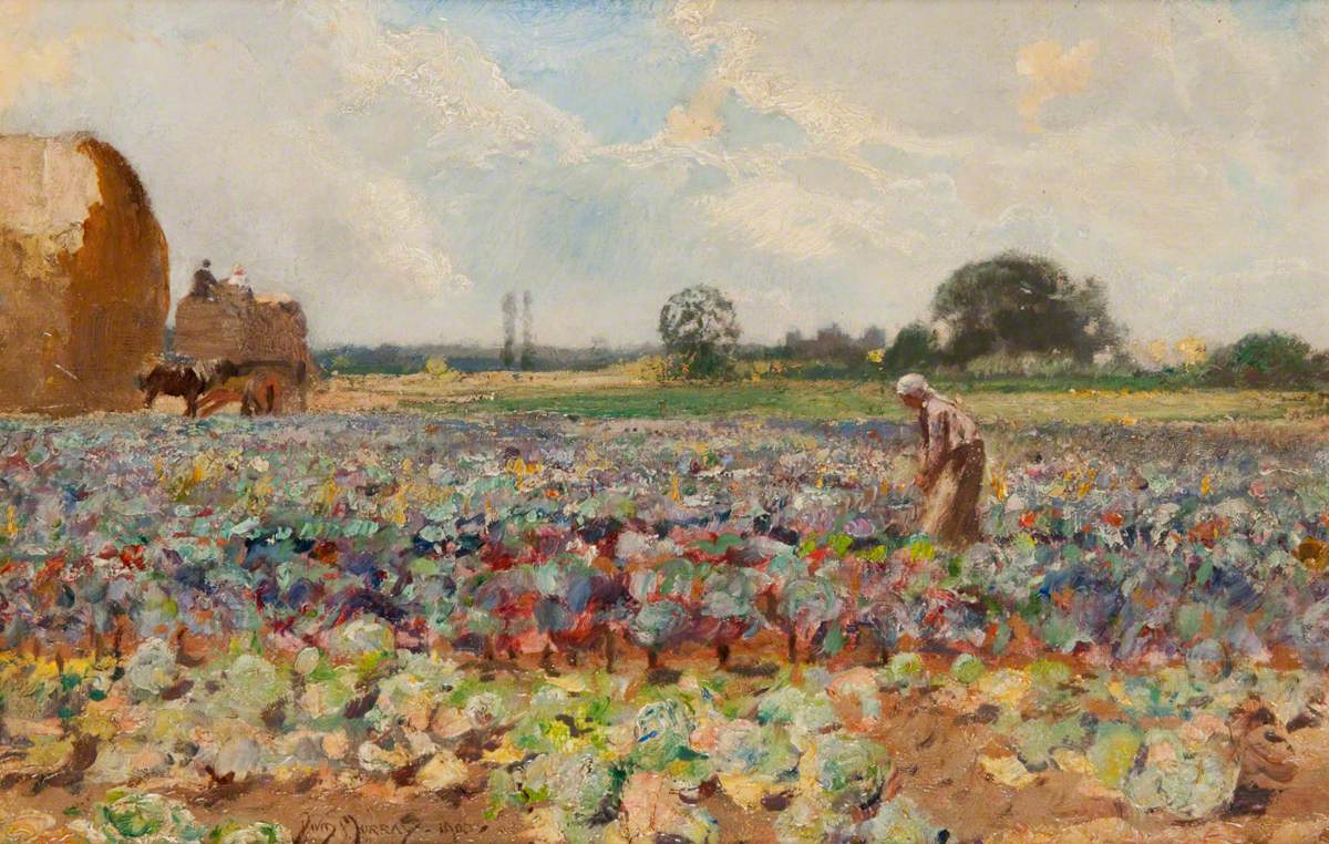 Gathering Cabbages on a Hampshire Farm